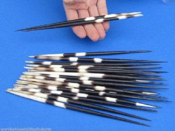 7 inches Thick African Porcupine Quills <font color=red> Wholesale</font> 100 @ $1.00 each