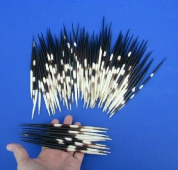 8 inches Thick African Porcupine Quills <font color=red> Wholesale</font> 100 @ $1.10 each