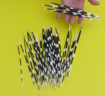 8 to 10 inches Thin African Porcupine Quills <font color=red> Wholesale</font> 150 @ .72 each