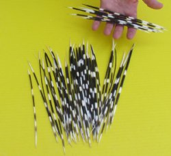 8 to 10 inches Thin African Porcupine Quills for Sale - 50 @ $1.20 each