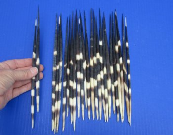 9 to 10 inches Long Thick African Crested Porcupine Quills  - 50 @ $2.00 each