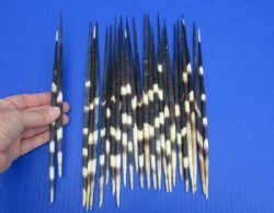 9 to 10 inches Long Thick African Crested Porcupine Quills <font color=red</font>Wholesale</font> - 100 @ $1.25 each