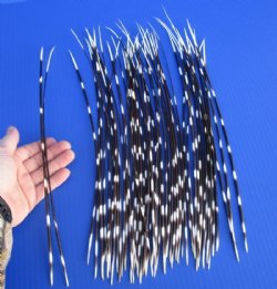 15 to 18 inches Extra Long African Porcupine Quills - 50 @ $.98 each;