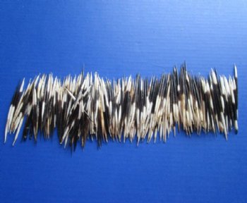 2 to 3 inches Small African Porcupine Quills <font color=red> Wholesale</font>, Grade B, Semi-Cleaned -600 @ <font color=red> .20 each</font> each