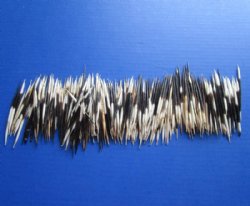 2 to 3 inches Small African Porcupine Quills, Grade B, Semi-Cleaned - 300 @ <font color=red> .2333 each</font> each