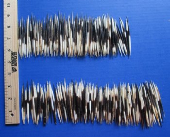 2 to 3 inches Small African Porcupine Quills <font color=red> Wholesale</font>, Grade B, Semi-Cleaned -500 @ <font color=red> .20 each</font> each