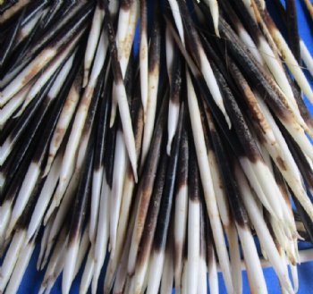 2 to 3 inches Small African Porcupine Quills, Grade B, Semi-Cleaned - 300 @ <font color=red> .2333 each</font> each