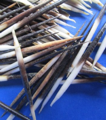 2 to 3 inches Small African Porcupine Quills, Grade B, Semi-Cleaned - 300 @ <font color=red> .2333 each</font> each