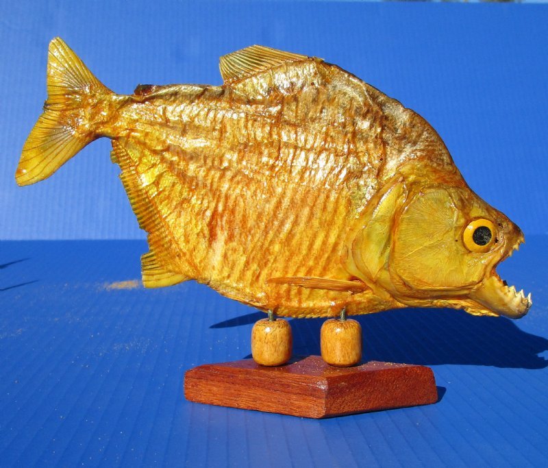 7-1/4 to 8-1/2 Real Taxidermy Piranha Fish Mounted on a Wood Base