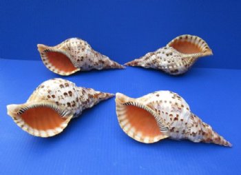 6 inches Small Pacific Triton's Trumpet Shells for Sale <font color=red> Wholesale</font> - Case of 9 @ $10.00 each