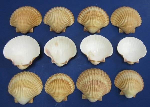 San Diego Scallop Shells, Mexican Deep Scallops 2-1/2 to 3 inches - $12.40  a kilo; 3 bags @ $11.20 a kilo