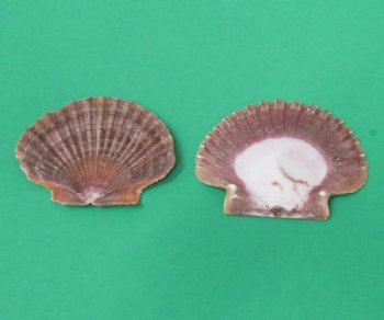 2.2 pounds Flat San Diego Scallop Shells 2-1/2 to 3-1/4 inches - $9.75 a kilo; 3 kilos @ $8.65 a kilo