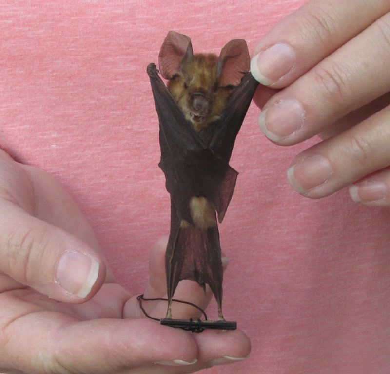 Mummified Acuminate Horseshoe Bat for Sale, Rhinolophus Acuminatus