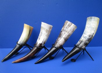 12 to 15 inches Polished Buffalo Drinking Horn with Black Metal Stand  - $15.99 each