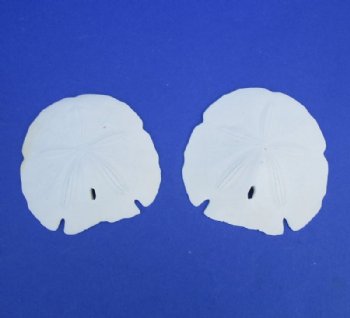 4-1/2 to 5 inches Florida Arrowhead Sand Dollars <font color=red> Wholesale</font> - Case: 150 @ .90 each (LOCAL PICK UP ONLY)