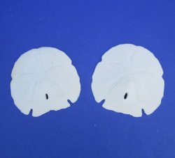 4-1/2 to 5 inches Florida Arrowhead Sand Dollars <font color=red> Wholesale</font> - Case: 150 @ .90 each (LOCAL PICK UP ONLY)