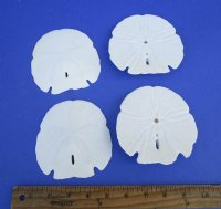 4-1/2 to 5 inches Florida Arrowhead Sand Dollars <font color=red> Wholesale</font> - Case: 150 @ .90 each (LOCAL PICK UP ONLY)