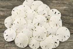 1 to 1-1/2 inches Small Florida Round Sand Dollars - 200 @ .24 each