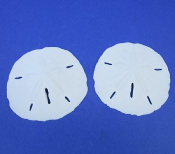 4 to 4-1/2 inches Florida Round Sand Dollars <font color=red> Wholesale</font> - 120 @ .82 each (LOCAL PICK UP ONLY - NO SHIPPING)