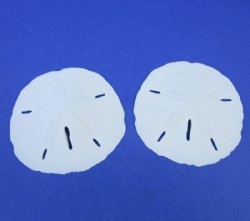 4 to 4-1/2 inches Florida Round Sand Dollars <font color=red> Wholesale</font> - Case: 240 @ .78 each (LOCAL PICK UP ONLY - NO SHIPPING)