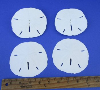 4 to 4-1/2 inches Florida Round Sand Dollars <font color=red> Wholesale</font> - 120 @ .82 each (LOCAL PICK UP ONLY - NO SHIPPING)