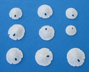 Tiny Florida Round Sand Dollars <font color=red> Wholesale</font> for Crafts 3/8 to 3/4 inch - 1000 @ .09 each