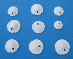 Tiny Florida Round Sand Dollars for Crafts 3/8 to 3/4 inch - 100 @ 15 each