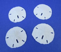 1-1/2 to 2 inches Small Florida Round Sand Dollars - 100 @ .30 each