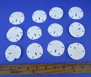 1 to 1-1/2 inches Small Florida Round Sand Dollars - 200 @ .24 each