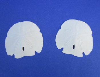 5 to 5-1/2 inches Large Florida Arrowhead Sand Dollars <font color=red> Wholesale</font> - Case of 120 @ $1.25 each (LOCAL PICK UP ONLY)