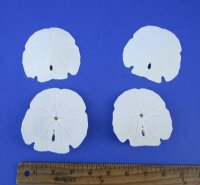 5 to 5-1/2 inches Large Florida Arrowhead Sand Dollars <font color=red> Wholesale</font> - Case of 120 @ $1.25 each (LOCAL PICK UP ONLY)