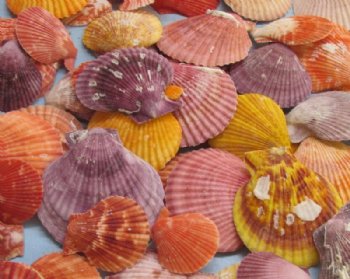 Craft Shells - Bulk Seashells for Crafts