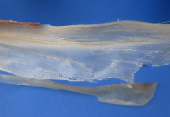 Dried Natural Deer Sinew, Dried Tendons for Taxidermy Crafts, 15 to 24 inches long - 2 @ $11.80 each