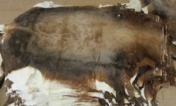 Authentic African Blesbok Hide, Blesbuck Skin, Standard Grade  - $79.99 each