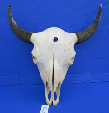 North American Bison Skulls <font color=red> Wholesale</font>, Buffalo Skull and Horns 23 to 27 inches Horn Spread - $140.00 each; 3 @ $130.00 each