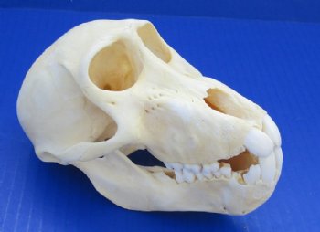 4-1/4 to 5-3/4 inches Juvenile Chacma Baboon Skull <font color=red> Wholesale</font>  - $104.99 each (CITES P-000023748