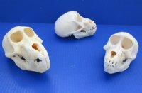 Juvenile Chacma Baboon Skulls <font color=red> Wholesale</font> 4-1/4 to 5-3/4 inches - 3 @ $95.00 each (Delivery Signature Required)