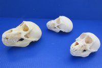 Juvenile Chacma Baboon Skulls <font color=red> Wholesale</font> 4-1/4 to 5-3/4 inches - 3 @ $95.00 each (Delivery Signature Required)