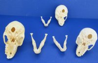 Juvenile Chacma Baboon Skulls <font color=red> Wholesale</font> 4-1/4 to 5-3/4 inches - 3 @ $95.00 each (Delivery Signature Required)