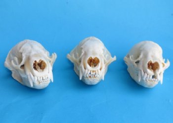 Real Badger Skulls <font color=red> Wholesale</font>, in Bulk - 2 @ $55 each; 6 @ $49 each