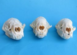 Real Badger Skulls ...