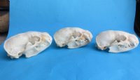 Real Badger Skulls <font color=red> Wholesale</font>, in Bulk - 2 @ $55 each; 6 @ $49 each