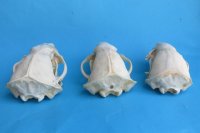 Real Badger Skulls <font color=red> Wholesale</font>, in Bulk - 2 @ $55 each; 6 @ $49 each