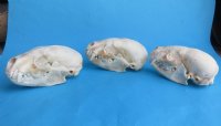 Real Badger Skulls <font color=red> Wholesale</font>, in Bulk - 2 @ $55 each; 6 @ $49 each