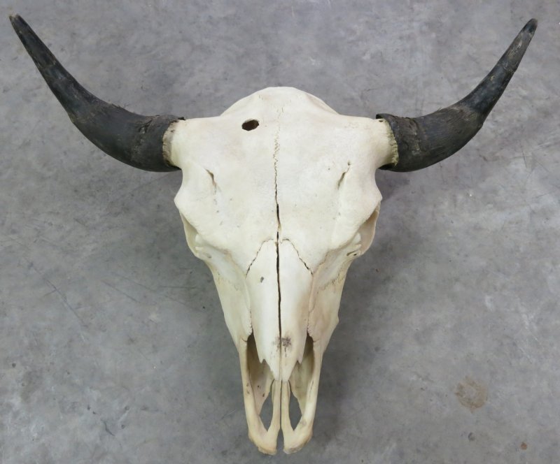 Wholesale American Bison Skulls, Buffalo Skulls for Sale $105