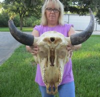 North American Bison Skulls <font color=red> Wholesale</font>, Buffalo Skull and Horns 23 to 27 inches Horn Spread - $140.00 each; 3 @ $130.00 each