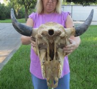 North American Bison Skulls <font color=red> Wholesale</font>, Buffalo Skull and Horns 23 to 27 inches Horn Spread - $140.00 each; 3 @ $130.00 each