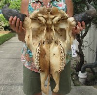 North American Bison Skulls <font color=red> Wholesale</font>, Buffalo Skull and Horns 23 to 27 inches Horn Spread - $140.00 each; 3 @ $130.00 each