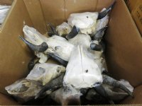 North American Bison Skulls <font color=red> Wholesale</font>, Buffalo Skull and Horns 23 to 27 inches Horn Spread - $140.00 each; 3 @ $130.00 each