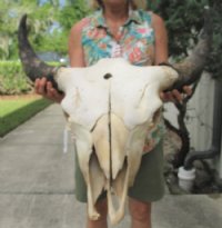 North American Bison Skulls <font color=red> Wholesale</font>, Buffalo Skull and Horns 23 to 27 inches Horn Spread - $140.00 each; 3 @ $130.00 each